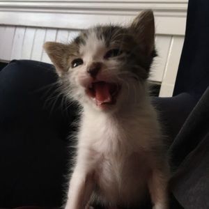 Meet your Posher, Jett